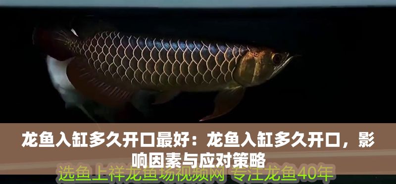 龍魚入缸多久開口最好：龍魚入缸多久開口，影響因素與應對策略