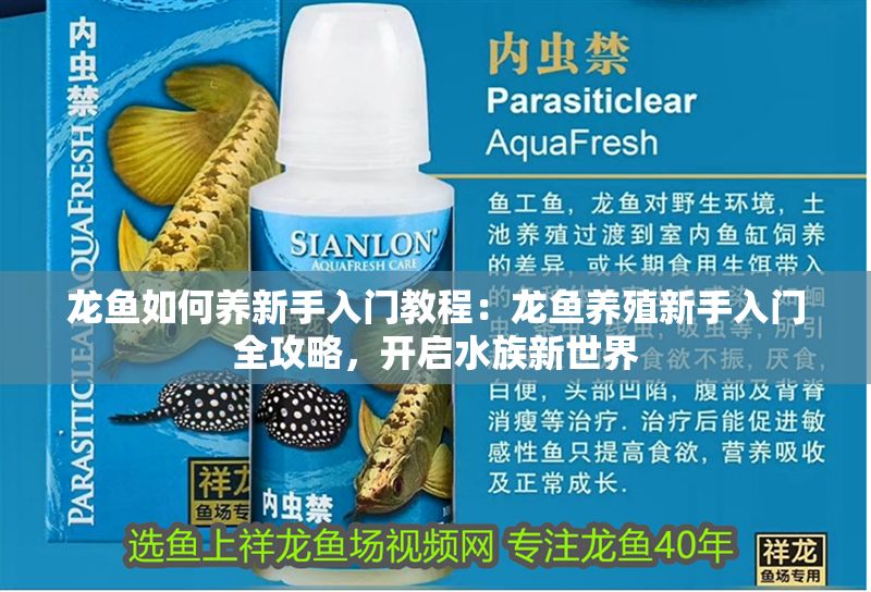 龍魚(yú)如何養(yǎng)新手入門(mén)教程：龍魚(yú)養(yǎng)殖新手入門(mén)全攻略，開(kāi)啟水族新世界