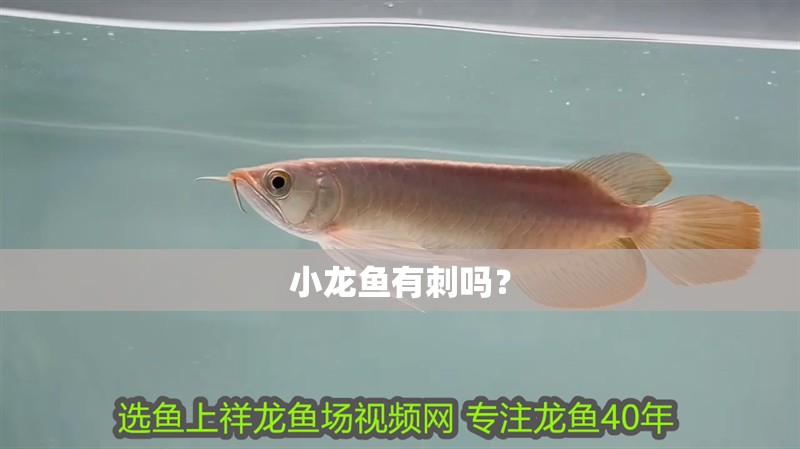小龍魚(yú)有刺嗎？