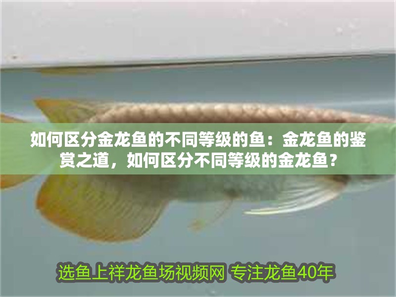 如何區分金龍魚的不同等級的魚：金龍魚的鑒賞之道，如何區分不同等級的金龍魚？ 如何區分金龍魚的不同等級的魚：金龍魚的鑒賞之道，如何區分不同等級的金龍魚？ 水族問答