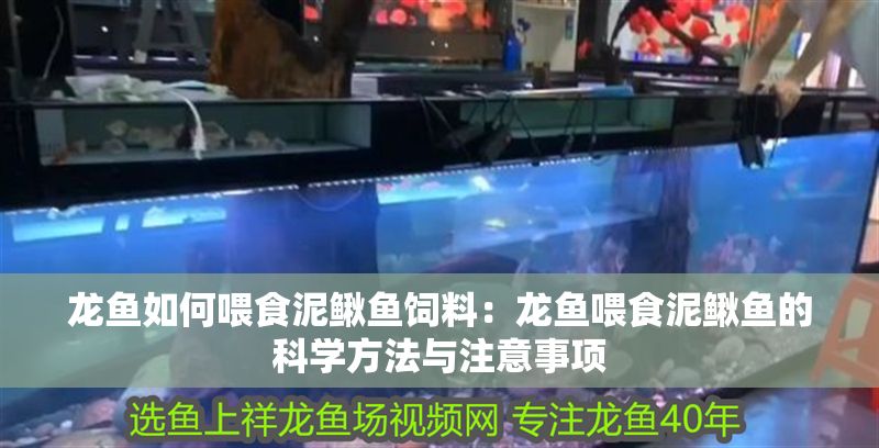 龍魚如何喂食泥鰍魚飼料：龍魚喂食泥鰍魚的科學方法與注意事項