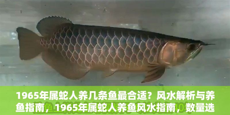 1965年屬蛇人養(yǎng)幾條魚(yú)最合適？風(fēng)水解析與養(yǎng)魚(yú)指南，1965年屬蛇人養(yǎng)魚(yú)風(fēng)水指南，數(shù)量選擇與運(yùn)勢(shì)解析