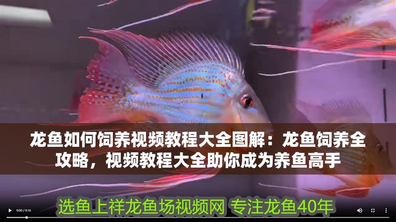 龍魚如何飼養(yǎng)視頻教程大全圖解：龍魚飼養(yǎng)全攻略，視頻教程大全助你成為養(yǎng)魚高手