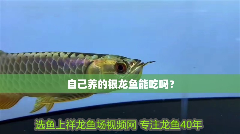 自己養(yǎng)的銀龍魚能吃嗎？