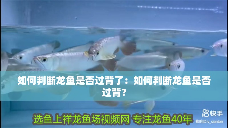 如何判斷龍魚是否過背了：如何判斷龍魚是否過背？
