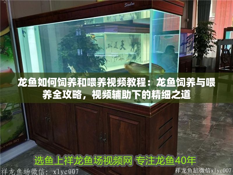 龍魚如何飼養和喂養視頻教程：龍魚飼養與喂養全攻略，視頻輔助下的精細之道