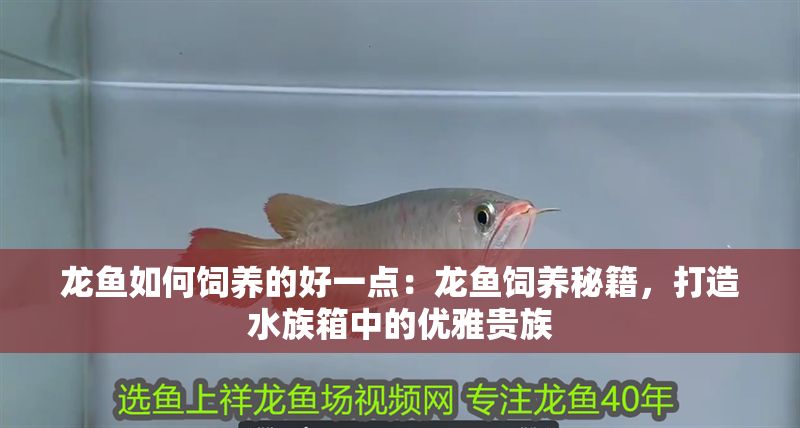 龍魚如何飼養的好一點：龍魚飼養秘籍，打造水族箱中的優雅貴族 龍魚如何飼養的好一點：龍魚飼養秘籍，打造水族箱中的優雅貴族 龍魚百科 第1張