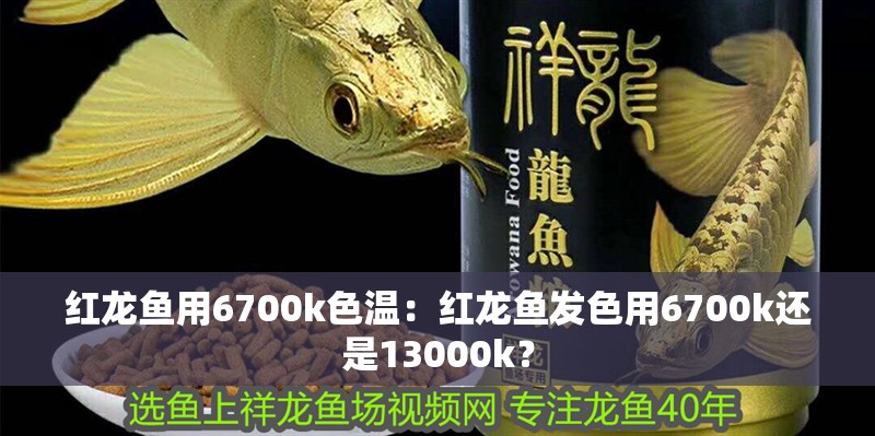 紅龍魚用6700k色溫：紅龍魚發(fā)色用6700k還是13000k？