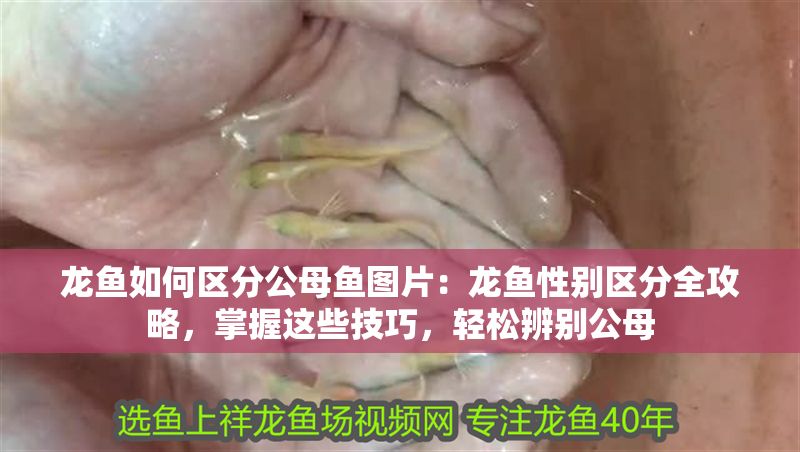 龍魚如何區(qū)分公母魚圖片：龍魚性別區(qū)分全攻略，掌握這些技巧，輕松辨別公母