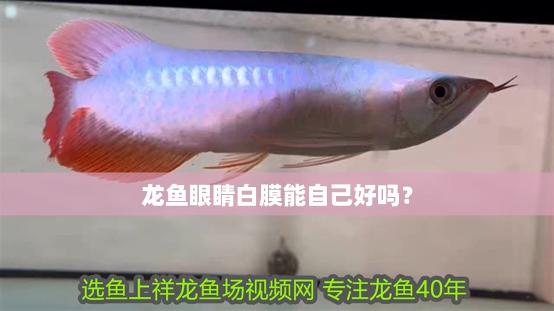 龍魚眼睛白膜能自己好嗎？