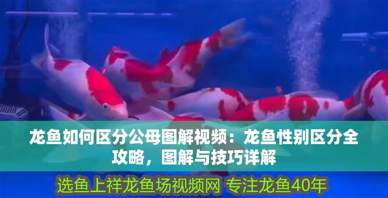 龍魚如何區分公母圖解視頻：龍魚性別區分全攻略，圖解與技巧詳解