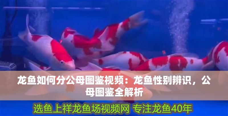 龍魚如何分公母圖鑒視頻：龍魚性別辨識，公母圖鑒全解析