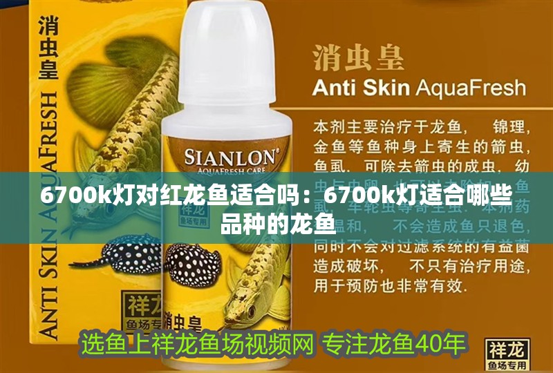 6700k燈對紅龍魚適合嗎：6700k燈適合哪些品種的龍魚