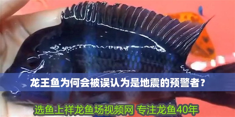 龍王魚為何會(huì)被誤認(rèn)為是地震的預(yù)警者？