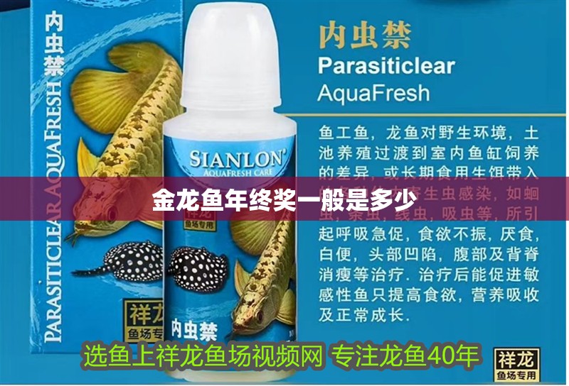 金龍魚年終獎一般是多少