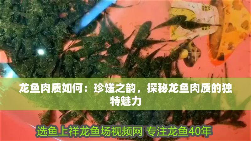 龍魚肉質如何：珍饈之韻，探秘龍魚肉質的獨特魅力