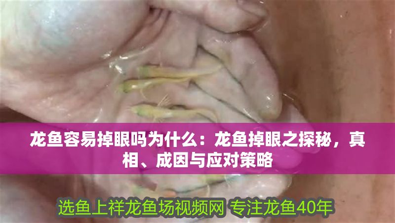 龍魚(yú)容易掉眼嗎為什么：龍魚(yú)掉眼之探秘，真相、成因與應(yīng)對(duì)策略 龍魚(yú)容易掉眼嗎為什么：龍魚(yú)掉眼之探秘，真相、成因與應(yīng)對(duì)策略 龍魚(yú)百科 第1張