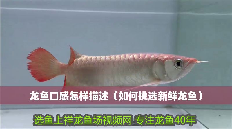 龍魚口感怎樣描述（如何挑選新鮮龍魚）