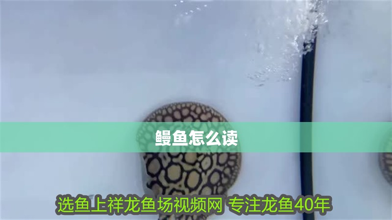 鰻魚怎么讀 鰻魚怎么讀 龍魚百科