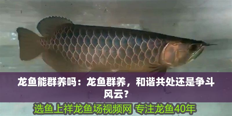 龍魚能群養嗎：龍魚群養，和諧共處還是爭斗風云？