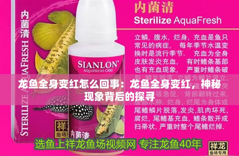 龍魚全身變紅怎么回事：龍魚全身變紅，神秘現(xiàn)象背后的探尋