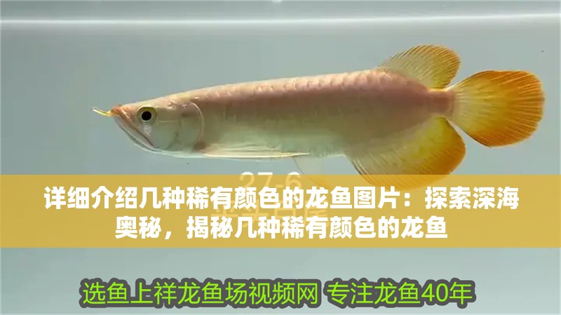 詳細介紹幾種稀有顏色的龍魚圖片：探索深海奧秘，揭秘幾種稀有顏色的龍魚