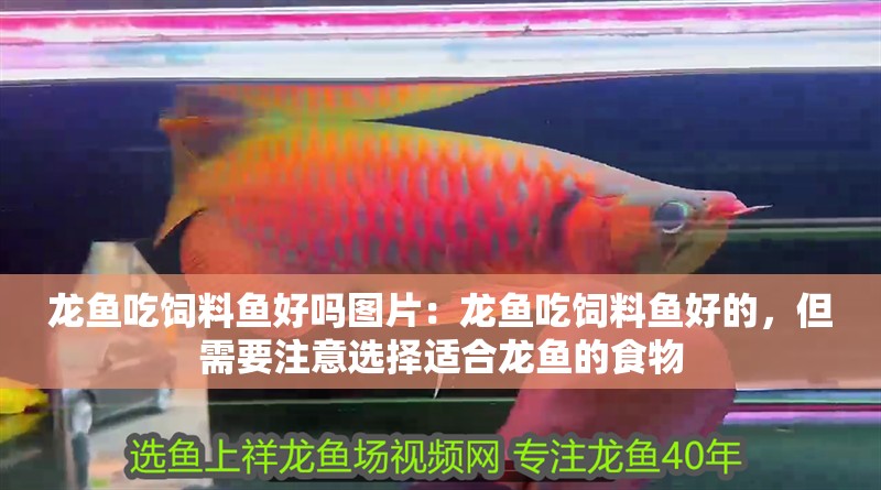 龍魚吃飼料魚好嗎圖片：龍魚吃飼料魚好的，但需要注意選擇適合龍魚的食物
