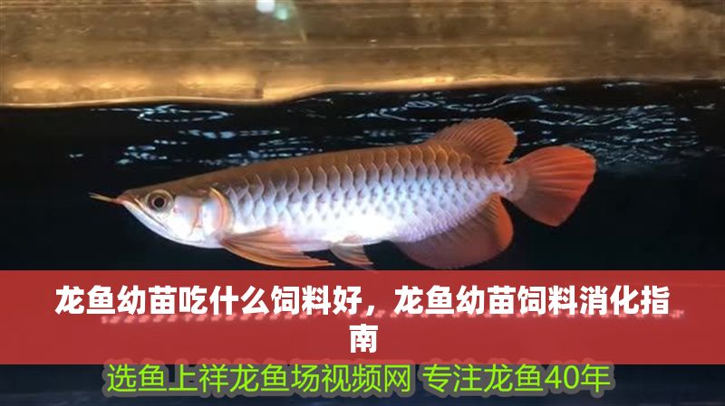 龍魚幼苗吃什么飼料好，龍魚幼苗飼料消化指南