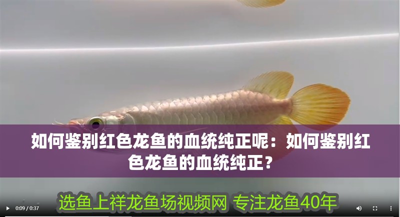如何鑒別紅色龍魚的血統純正呢：如何鑒別紅色龍魚的血統純正？