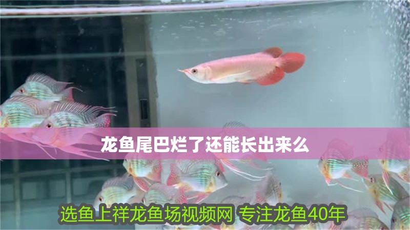 龍魚(yú)尾巴爛了還能長(zhǎng)出來(lái)么