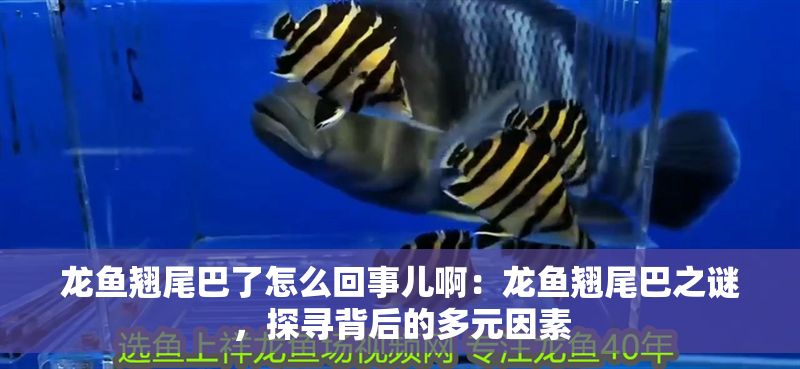 龍魚翹尾巴了怎么回事兒啊：龍魚翹尾巴之謎，探尋背后的多元因素 龍魚翹尾巴了怎么回事兒啊：龍魚翹尾巴之謎，探尋背后的多元因素 龍魚百科 第1張