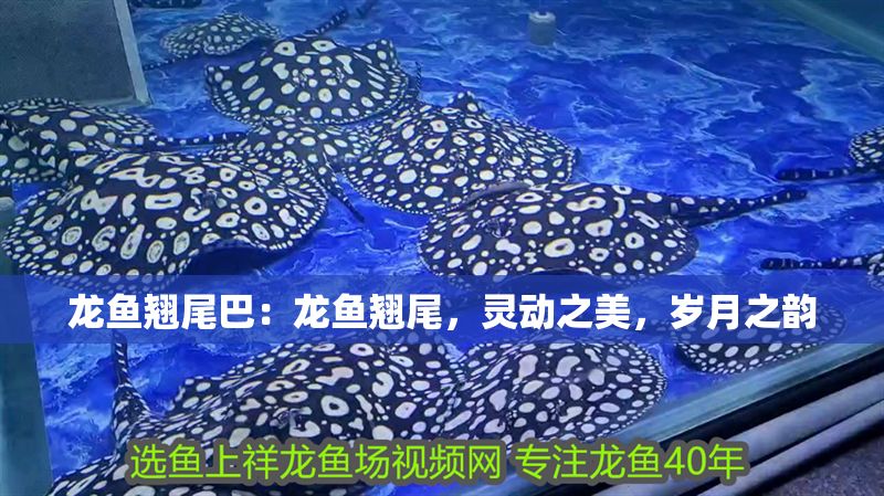 龍魚翹尾巴：龍魚翹尾，靈動之美，歲月之韻