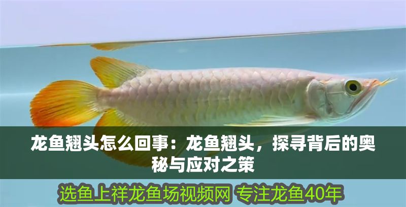 龍魚翹頭怎么回事：龍魚翹頭，探尋背后的奧秘與應對之策