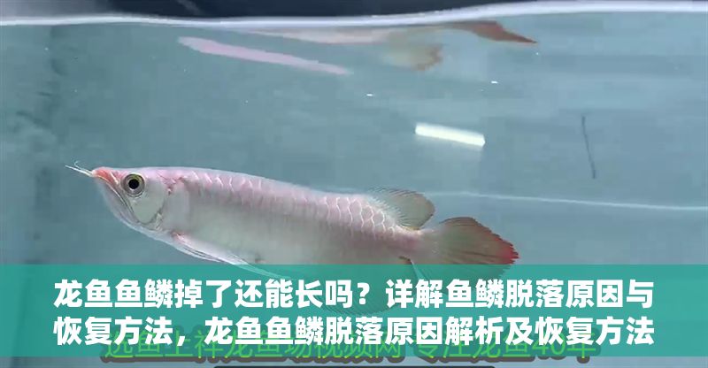 龍魚魚鱗掉了還能長嗎？詳解魚鱗脫落原因與恢復方法，龍魚魚鱗脫落原因解析及恢復方法全指南