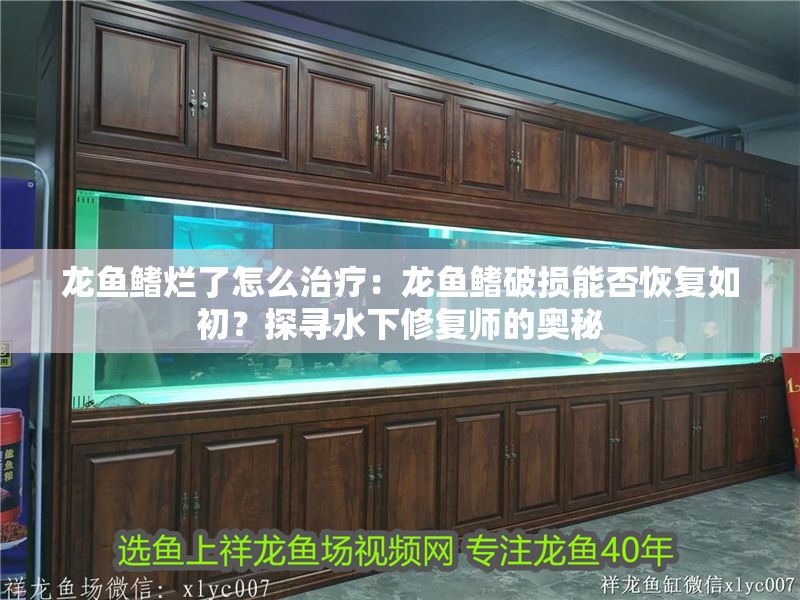 龍魚鰭爛了怎么治療：龍魚鰭破損能否恢復如初？探尋水下修復師的奧秘