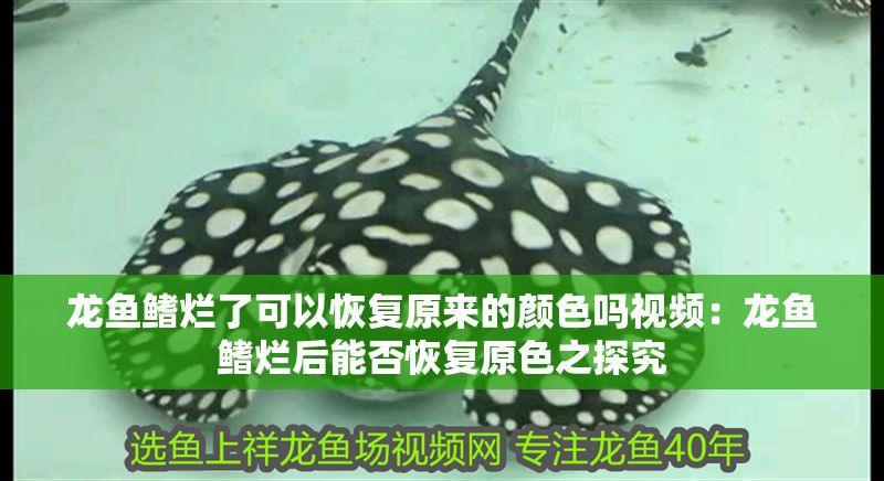 龍魚鰭爛了可以恢復原來的顏色嗎視頻：龍魚鰭爛后能否恢復原色之探究