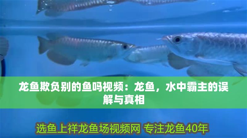 龍魚欺負別的魚嗎視頻：龍魚，水中霸主的誤解與真相