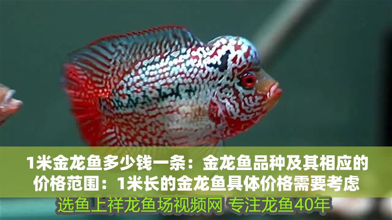 1米金龍魚多少錢一條：金龍魚品種及其相應的價格范圍：1米長的金龍魚具體價格需要考慮