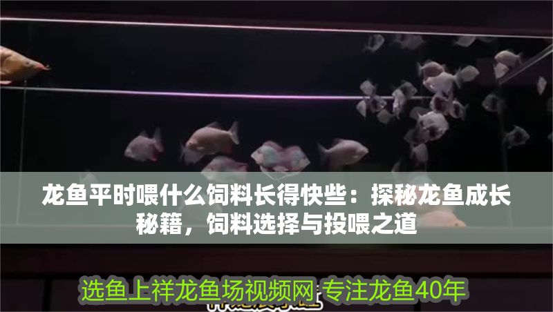 龍魚平時喂什么飼料長得快些：探秘龍魚成長秘籍，飼料選擇與投喂之道