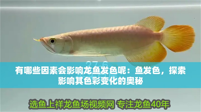 有哪些因素會(huì)影響龍魚發(fā)色呢：魚發(fā)色，探索影響其色彩變化的奧秘