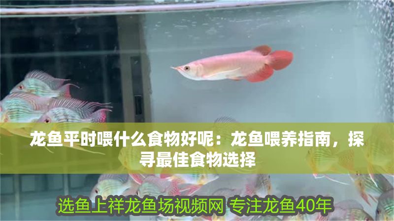龍魚平時喂什么食物好呢：龍魚喂養指南，探尋最佳食物選擇