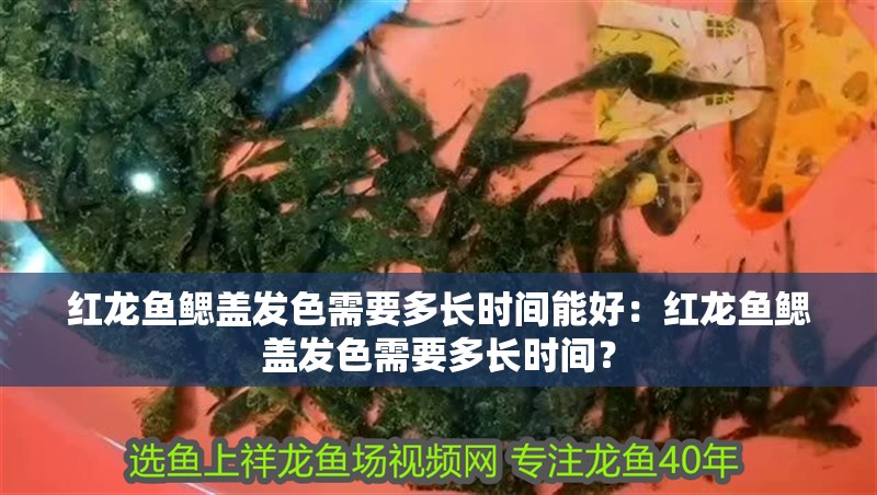 紅龍魚鰓蓋發色需要多長時間能好：紅龍魚鰓蓋發色需要多長時間？