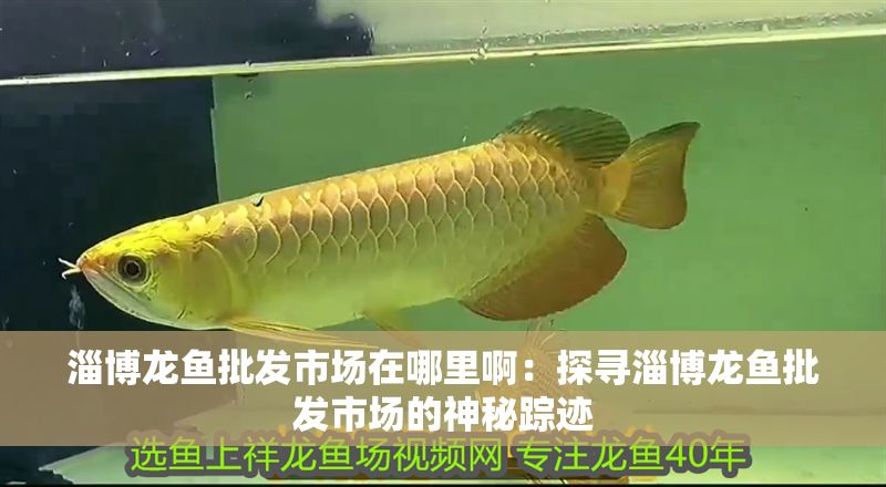 淄博龍魚批發市場在哪里啊：探尋淄博龍魚批發市場的神秘蹤跡