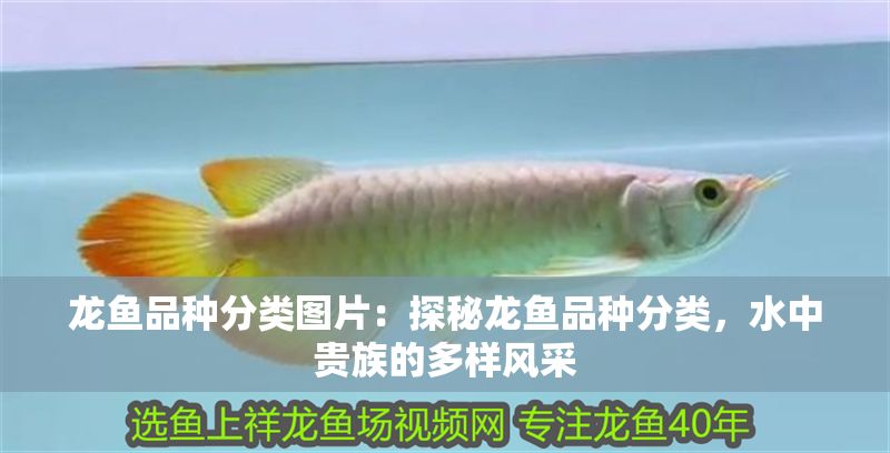 龍魚品種分類圖片：探秘龍魚品種分類，水中貴族的多樣風采