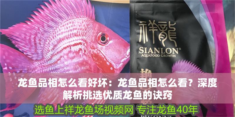 龍魚品相怎么看好壞：龍魚品相怎么看？深度解析挑選優質龍魚的訣竅