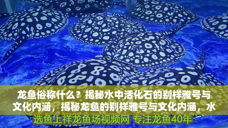龍魚俗稱什么？揭秘水中活化石的別樣雅號與文化內(nèi)涵，揭秘龍魚的別樣雅號與文化內(nèi)涵，水中活化石的俗稱解析