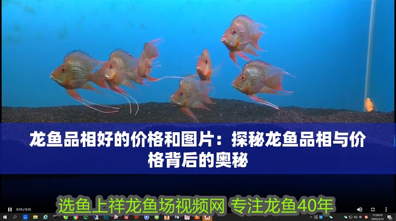 龍魚品相好的價格和圖片：探秘龍魚品相與價格背后的奧秘