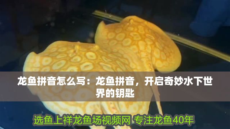 龍魚拼音怎么寫：龍魚拼音，開啟奇妙水下世界的鑰匙
