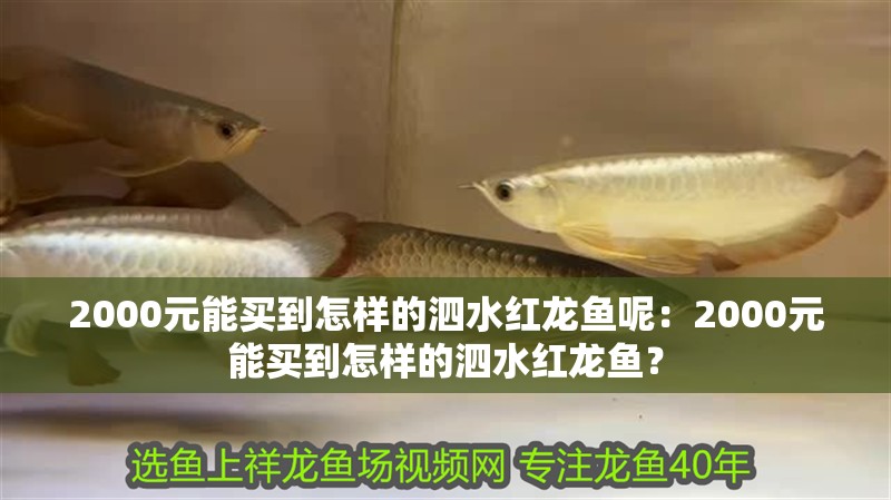 2000元能買到怎樣的泗水紅龍魚呢：2000元能買到怎樣的泗水紅龍魚？