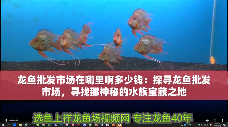 龍魚(yú)批發(fā)市場(chǎng)在哪里啊多少錢：探尋龍魚(yú)批發(fā)市場(chǎng)，尋找那神秘的水族寶藏之地